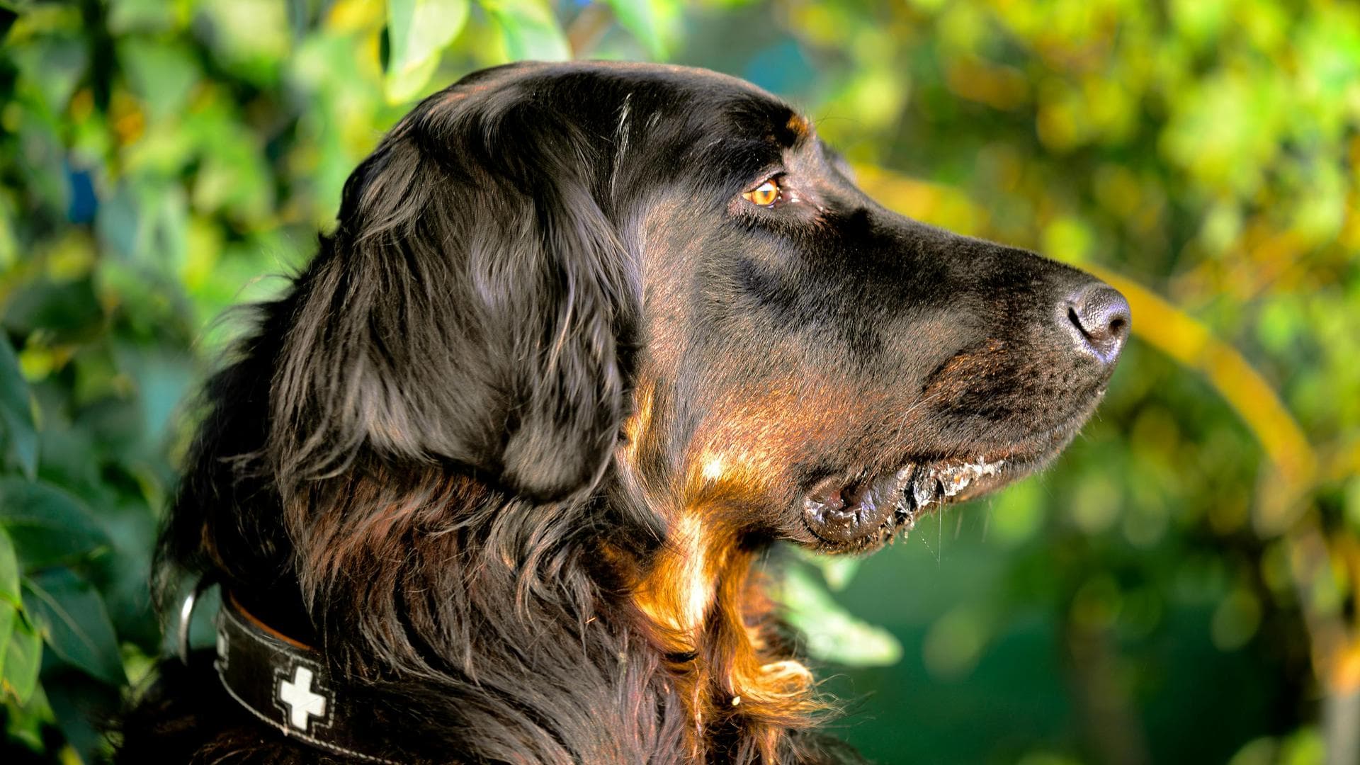 Dog & Cat Vets in Pontefract
