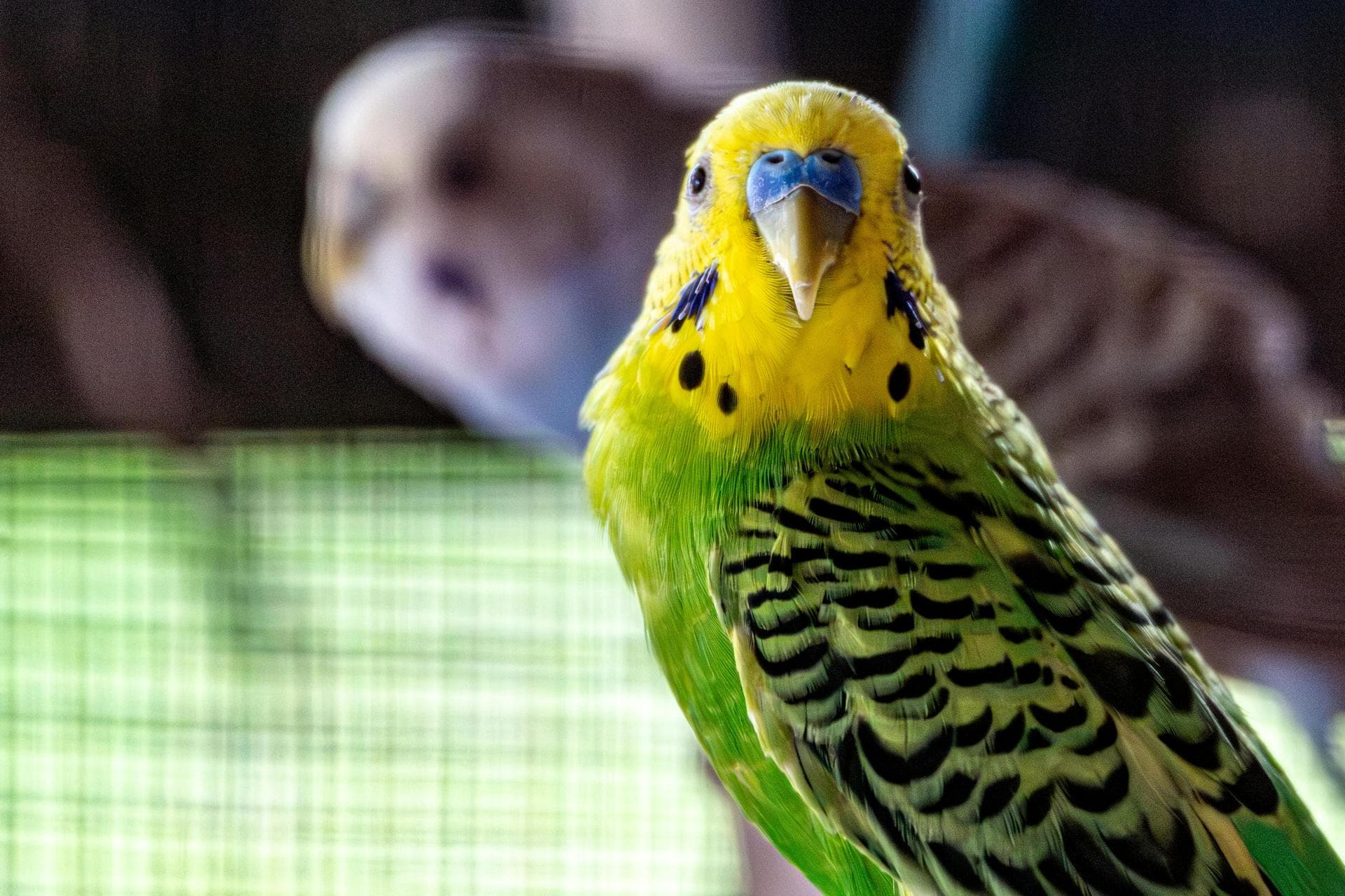 Dog & Cat Vets in Wetherby