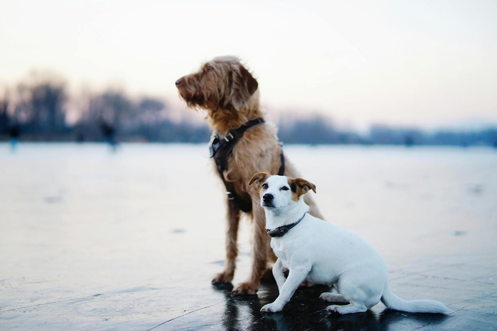 Two dogs playing at the beach